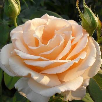 Роза чайно-гибридная ‘Prima Donna’ 